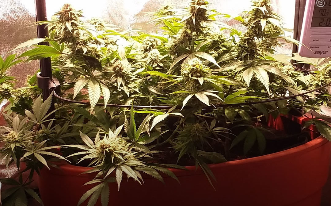 Dicas de cultivo: conselhos úteis e básicos para o cultivo indoor