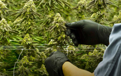 EUA soma mais de 77.000 novos empregos no mercado legal da maconha