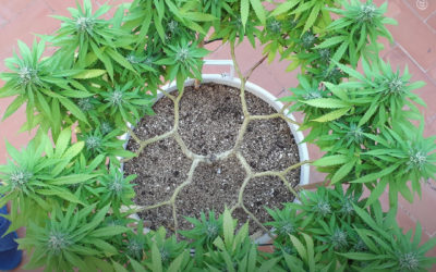 Dicas de cultivo: como podar as plantas para um main-lining perfeito