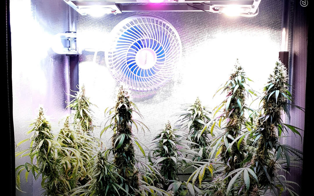 Dicas de cultivo: 5 conselhos importantes para iniciar um cultivo indoor