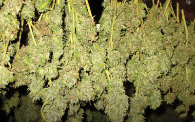 Dicas de cultivo: como colher e secar suas plantas de maconha