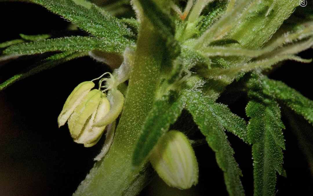 Dicas de cultivo: o que fazer com uma planta de cannabis hermafrodita?