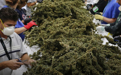 EUA: Nova Jersey está realizando uma feira de empregos para preencher milhares de novas vagas na indústria da maconha