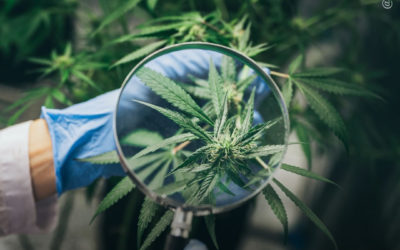 EUA promove estudos com maconha para o tratamento de câncer