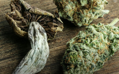 A maconha e os cogumelos mágicos podem ser misturados?