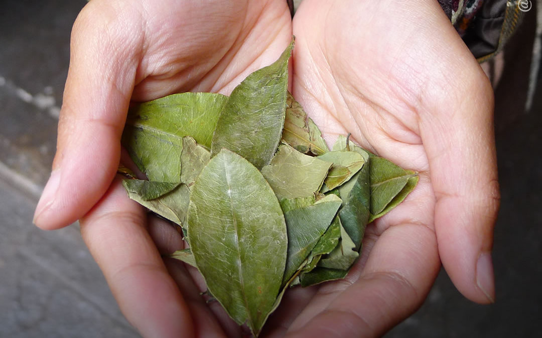 Colômbia: Congressistas anunciam lei para regular coca, cogumelos e papoula