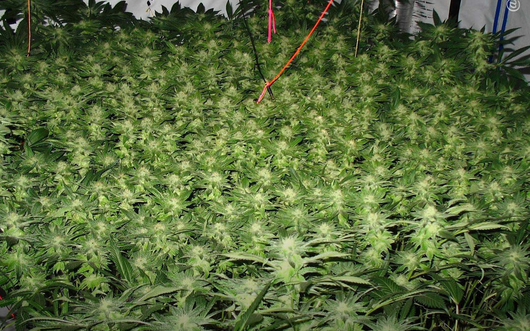 Dicas de cultivo: as chaves para a melhor colheita utilizando a técnica SCROG