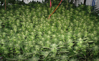 Dicas de cultivo: as chaves para a melhor colheita utilizando a técnica SCROG