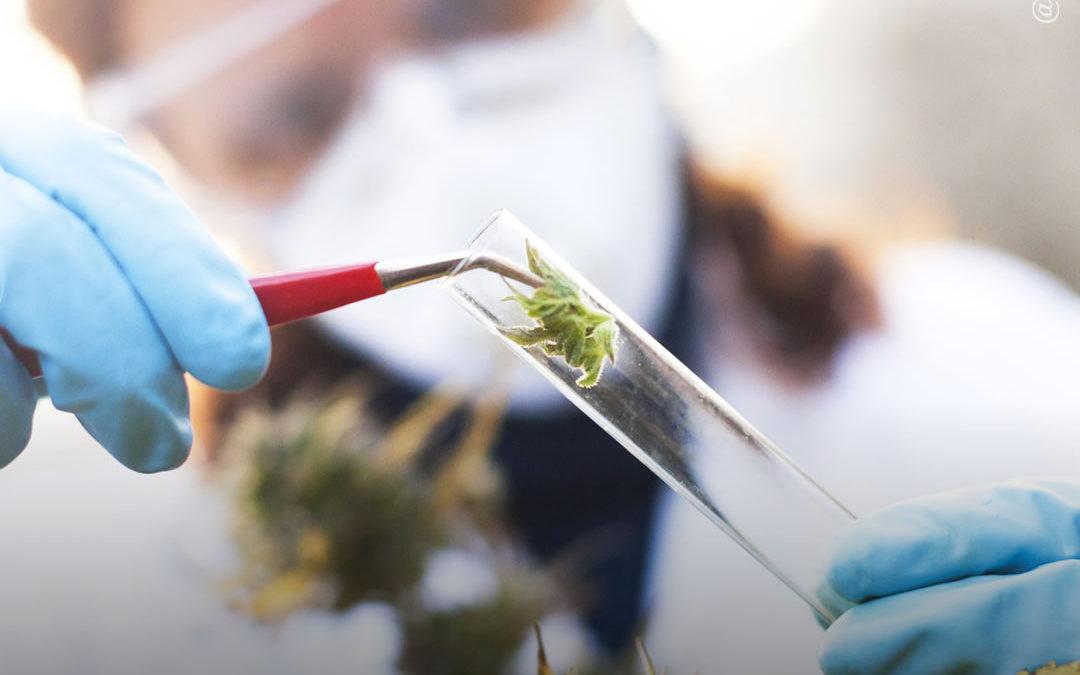 Agências de saúde dos EUA querem financiar estudos sobre canabinoides menores e terpenos da maconha