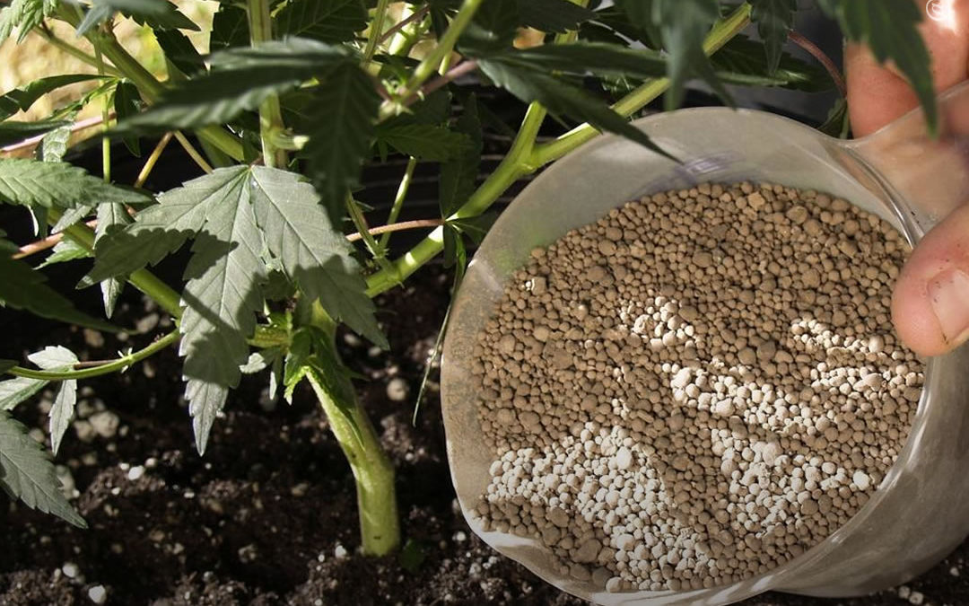 Dicas de cultivo: 7 fertilizantes caseiros para melhorar a saúde de suas plantas