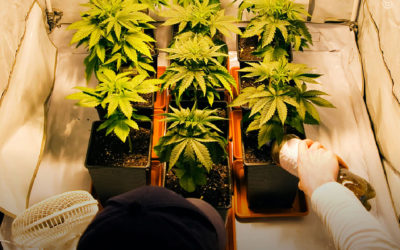 Dicas de cultivo: como iniciar um cultivo indoor?