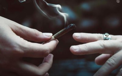 EUA: jovens adultos estão usando mais maconha e psicodélicos, enquanto uso por adolescentes cai