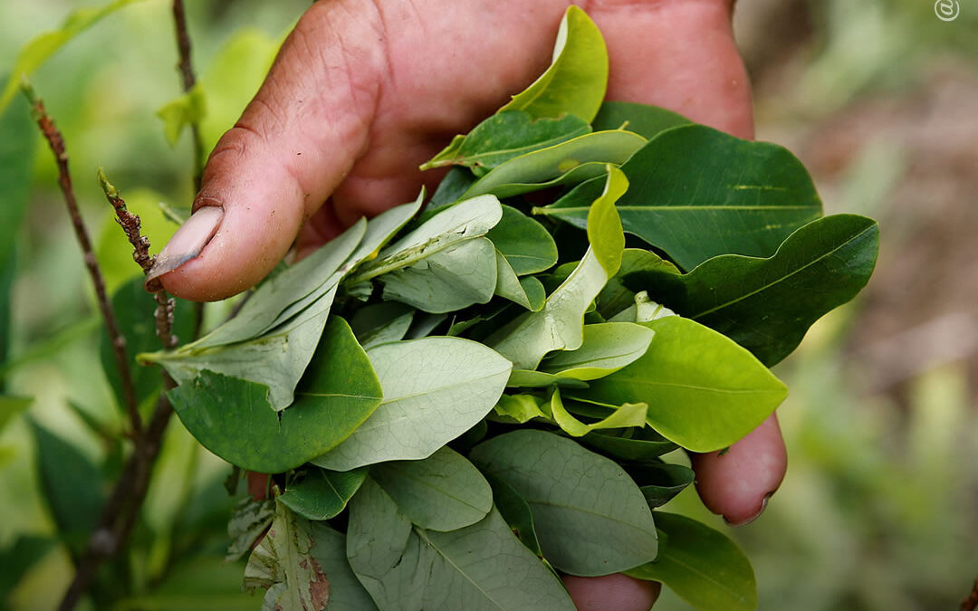 Colômbia: Presidente Petro encontra cultivadores de coca em ato histórico