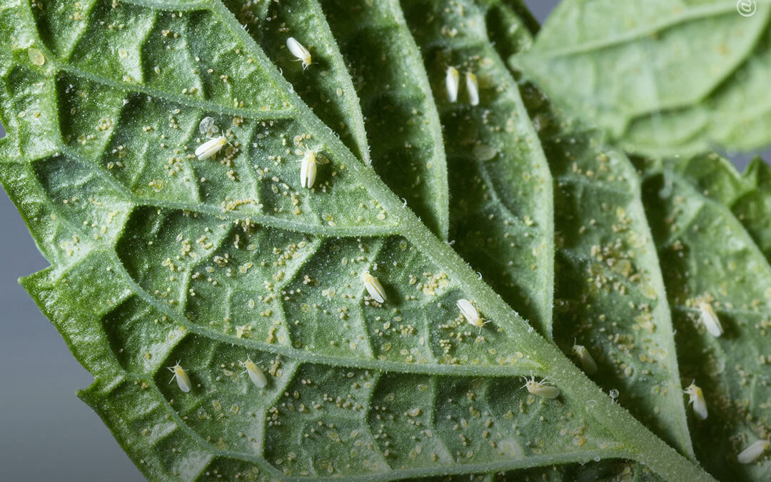 Dicas de cultivo: como controlar e prevenir a mosca branca no cultivo de maconha