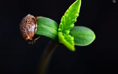 Dicas de cultivo: causas pelas quais sementes ou brotos de maconha morrem