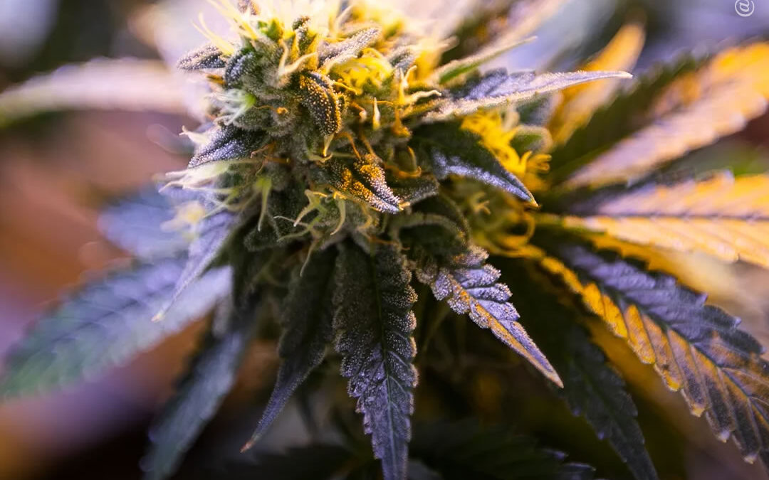 Dicas de cultivo: como estabilizar uma variedade de maconha