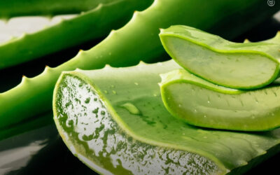 Dicas de cultivo: utilizando Aloe vera (babosa) para proteger e nutrir suas plantas de maconha