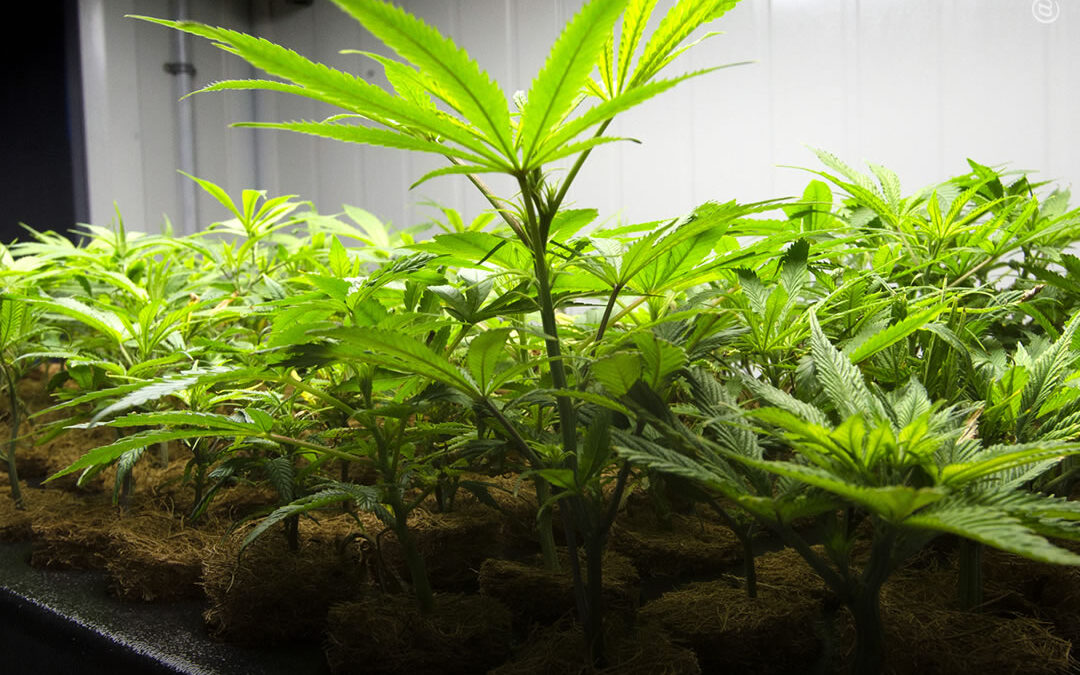 Dicas de cultivo: aprenda a clonar facilmente suas plantas de maconha favoritas