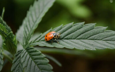 Dicas de cultivo: como utilizar o controle biológico de pragas em plantas de maconha