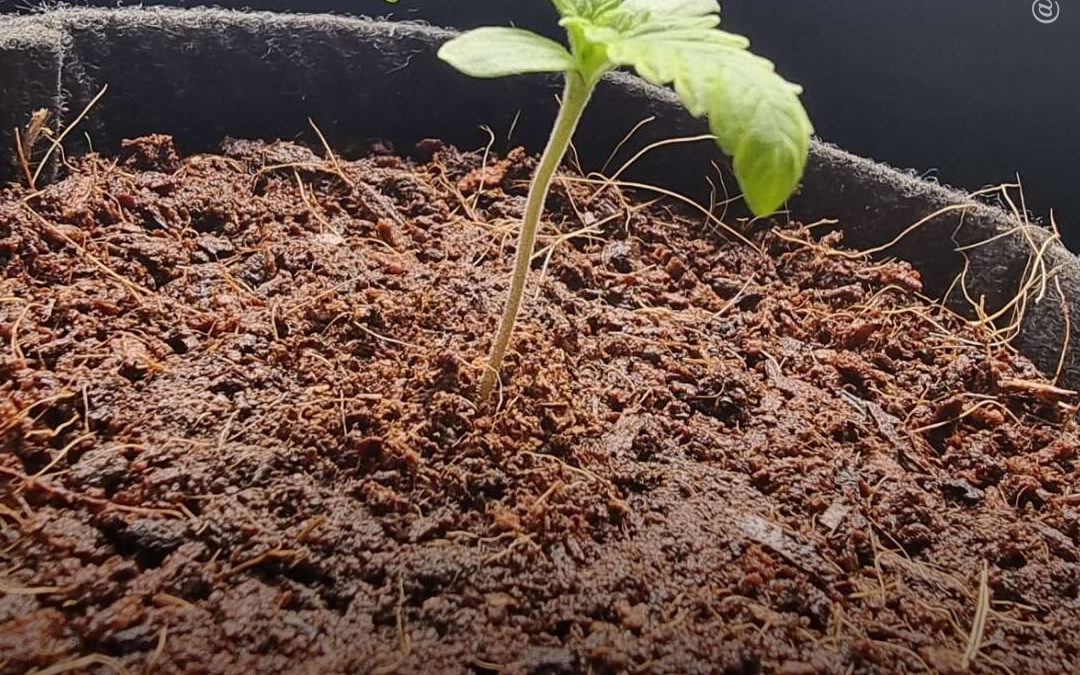 Dicas de cultivo: fibra de coco – um ótimo substrato para o cultivo de maconha