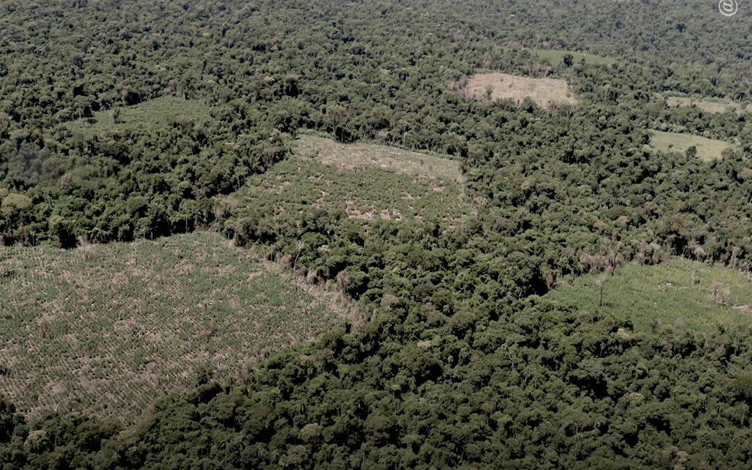 Paraguai: alerta para o perigo de desaparecimento de uma área ambiental protegida devido ao cultivo ilegal de maconha