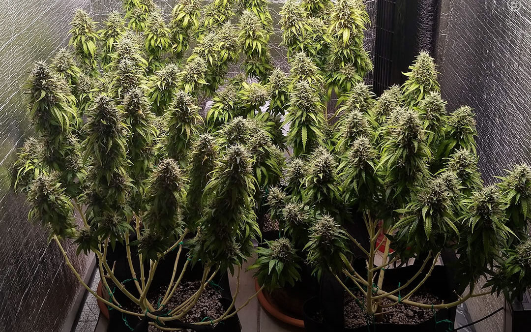 Dicas de cultivo: qual é o tamanho perfeito para uma planta de maconha no cultivo indoor?