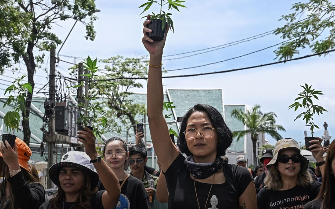 Tailândia abandona plano de proibir novamente o uso adulto da maconha