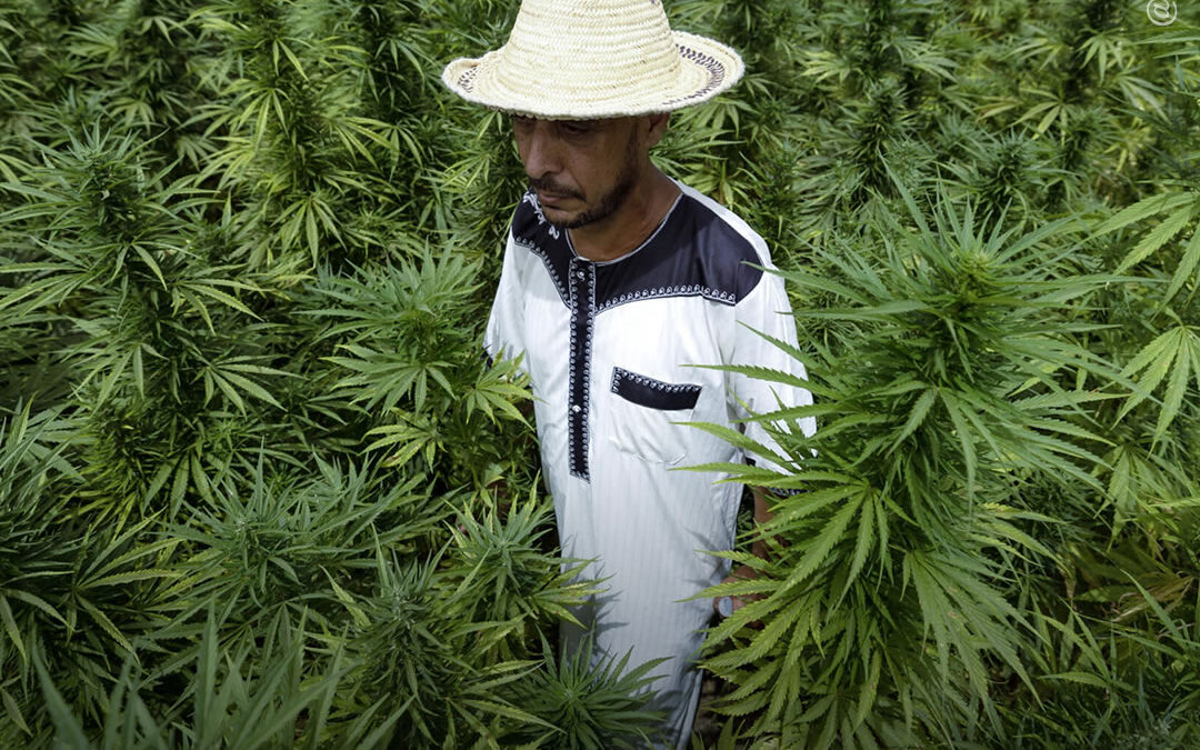 Marrocos perdoa quase 5 mil pessoas condenadas por cultivo de maconha