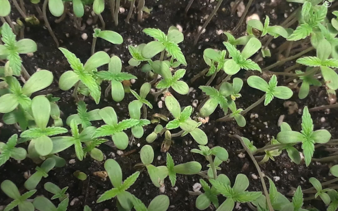 Microgreens de maconha: o que são e como cultivá-los