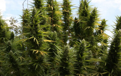 Dicas de cultivo: primavera, a melhor temporada para o cultivo outdoor de maconha