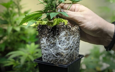 Dicas de cultivo: como transplantar uma planta de maconha corretamente