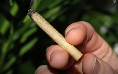 O uso de maconha entre adolescentes continua caindo à medida que mais lugares legalizam a planta, mostra estudo, contradizendo proibicionistas